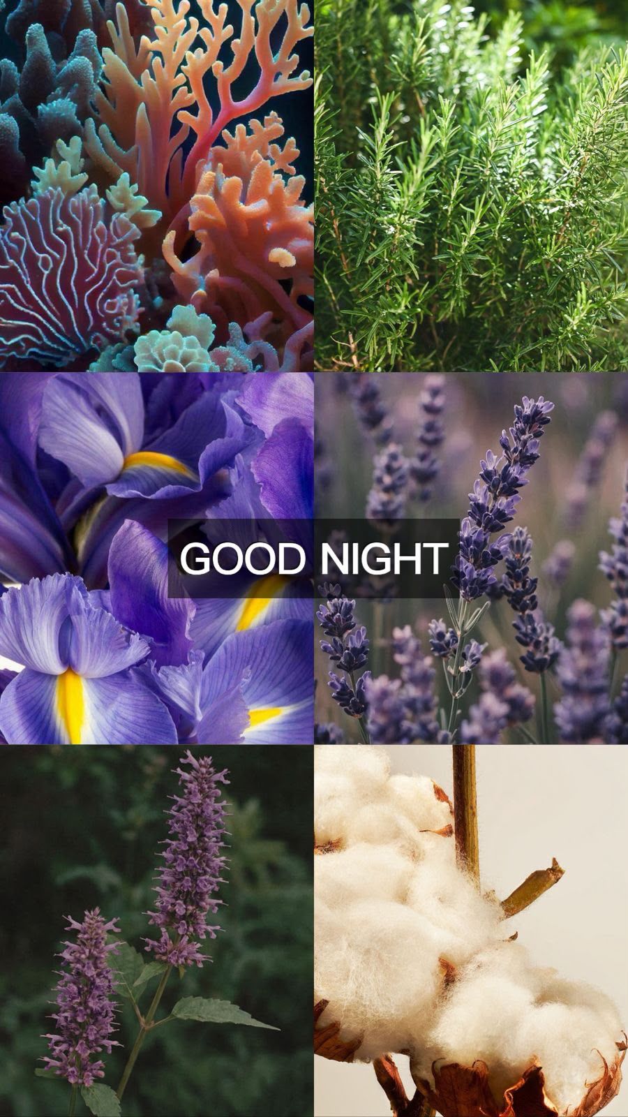 GOOD NIGHT