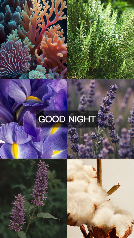 GOOD NIGHT